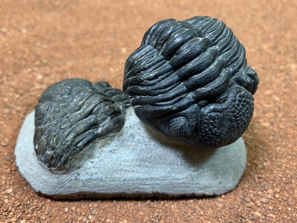 Phacops Trilobite #25