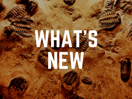 See the new products to dino fossils store
