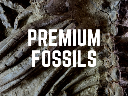 See the rarest and most special fossils we have on sale