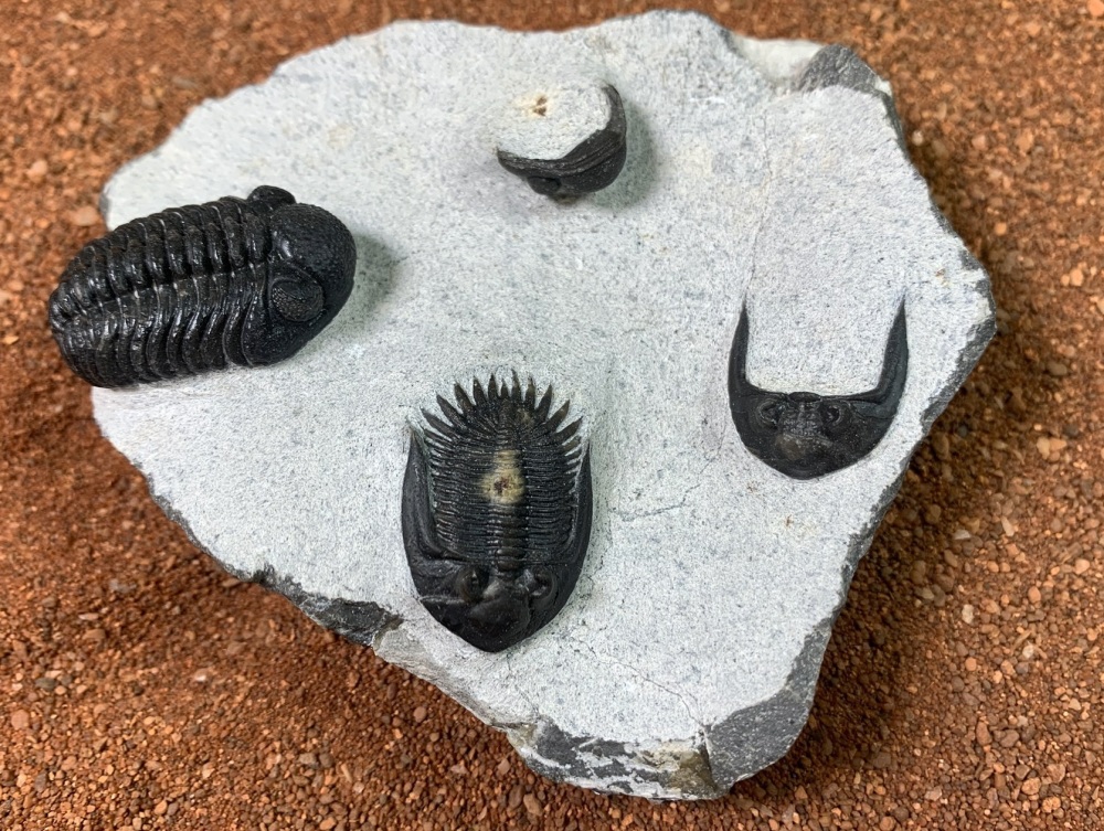 Trilobite Multi Plate (Mrakibina & Phacops)