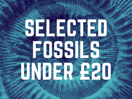 Look through fossils selected by us for under Â£20