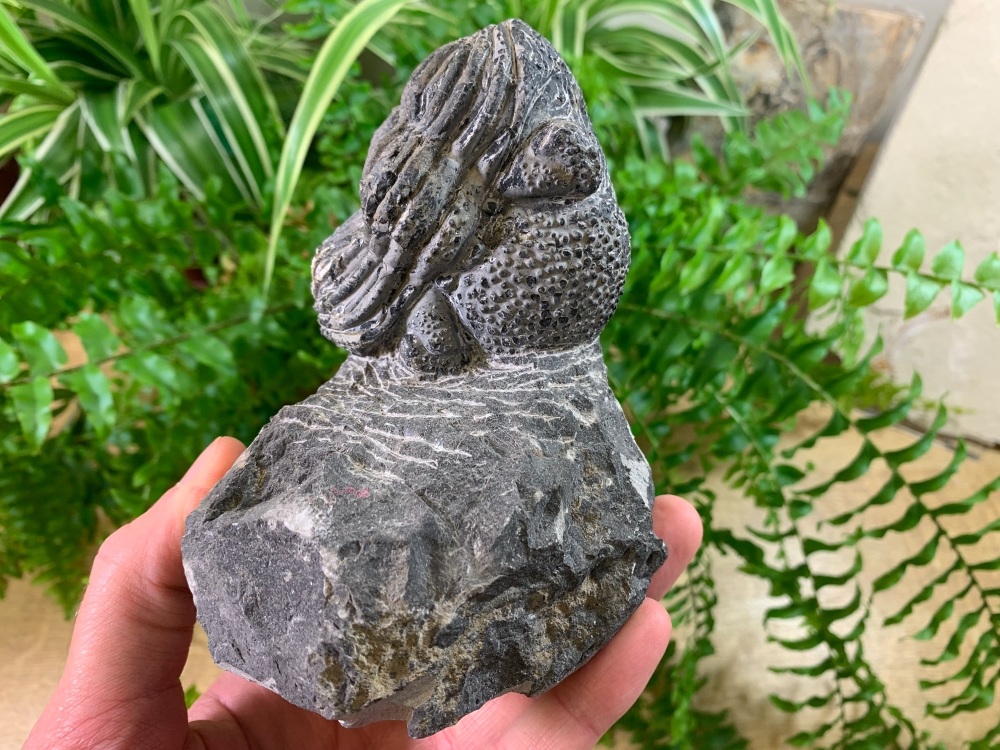 Giant Drotops Trilobite #30