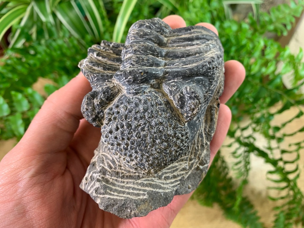 Giant Drotops Trilobite #35