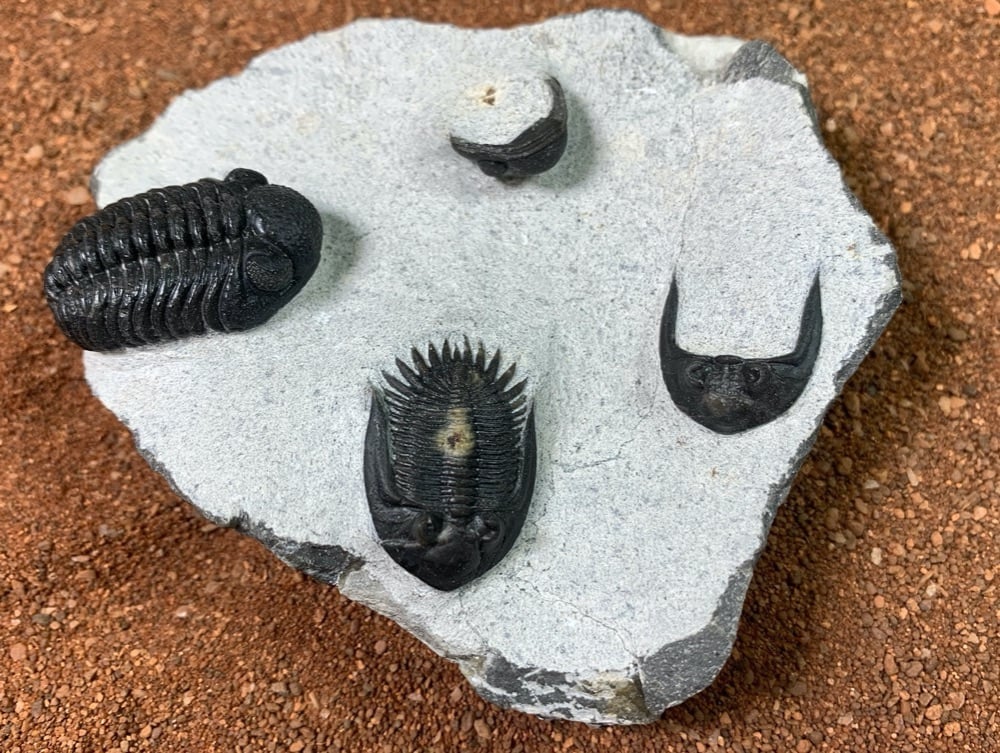 Collector Trilobites