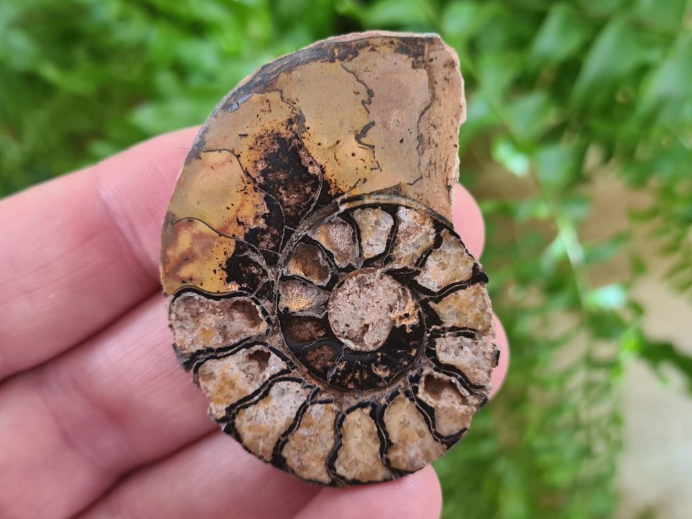 Cut & Polished Haematite Ammonite (half) #04