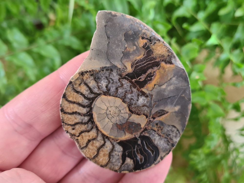 Cut & Polished Haematite Ammonite (half) #08