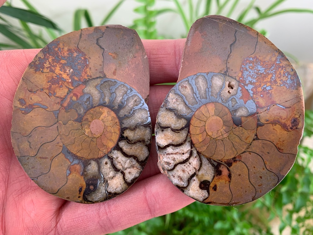 Cut & Polished Haematite Ammonite #01