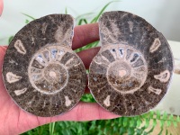 Cut & Polished Haematite Ammonite #12