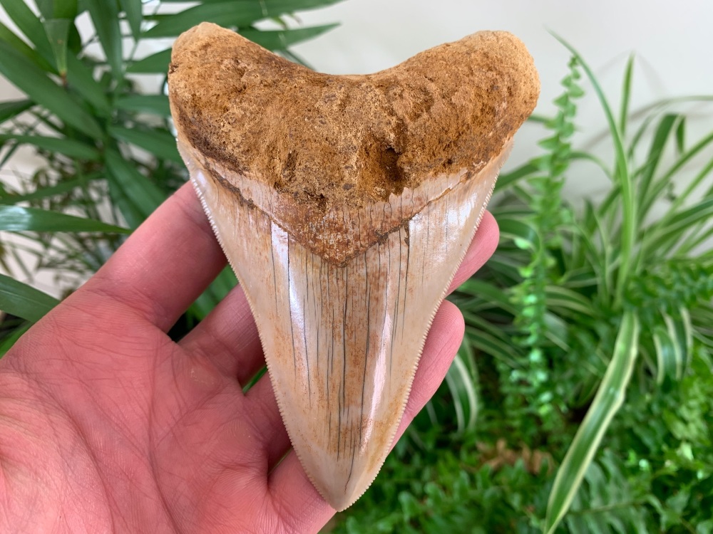 Megalodon Tooth, Indonesia - 4.88 inch #05