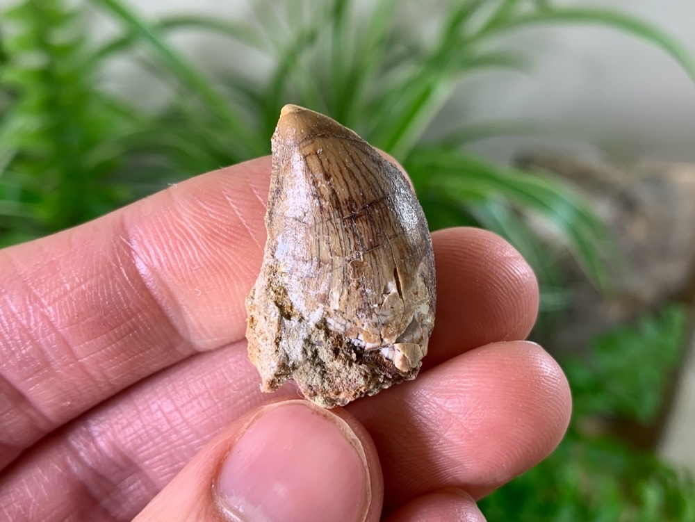 Carcharodontosaurus Tooth - 1 inch #CT10