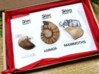 3 Piece Fossil Collection (Ammonite, Mammoth tusk, Mosasaur tooth)