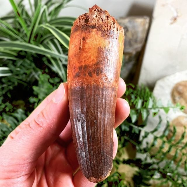 An extra large Spinosaurus dinosaur tooth from the Kem Kem Beds of Morocco. This is a very chunky tooth, with beautiful dark red colouration