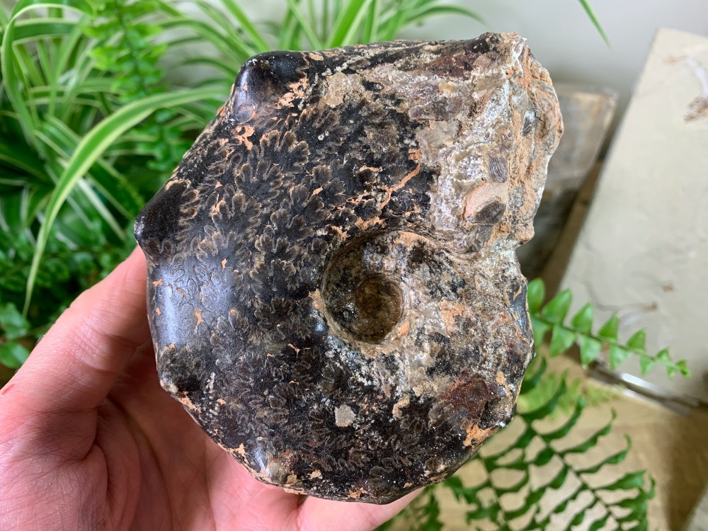 Mammites nodosoides "Spiny" Ammonite (4.5 inch) #01