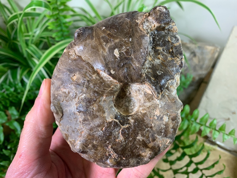Mammites nodosoides "Spiny" Ammonite (4.38 inch) #02