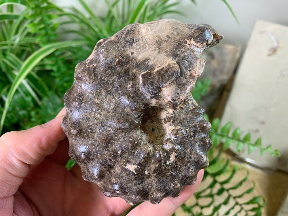 Mammites nodosoides "Spiny" Ammonite (3.94 inch) #03