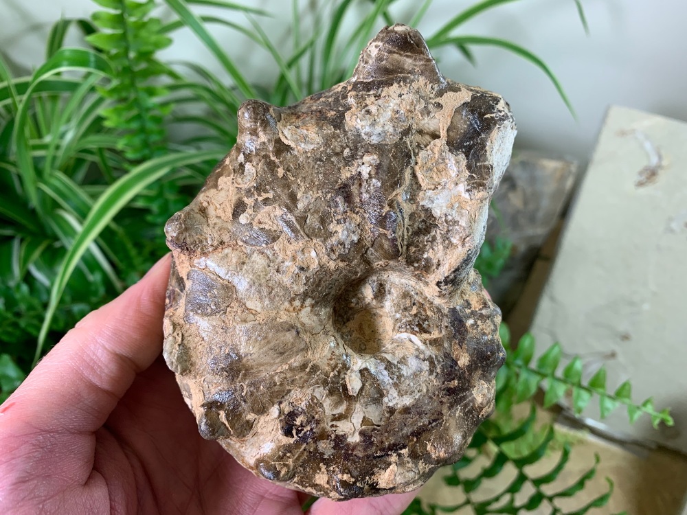 Mammites nodosoides "Spiny" Ammonite (4.38 inch) #05