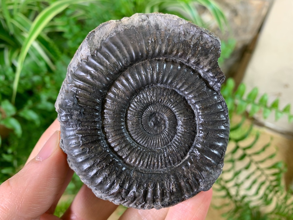 Dactylioceras commune Ammonite - 7.2cm #01