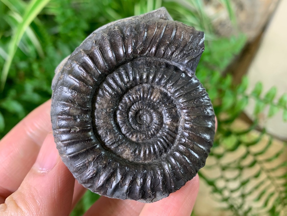 Dactylioceras commune Ammonite - 5.6cm #03