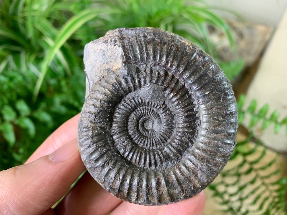 Dactylioceras commune Ammonite - 6.3cm #04
