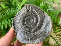 Dactylioceras commune Ammonite - 6.2cm #05