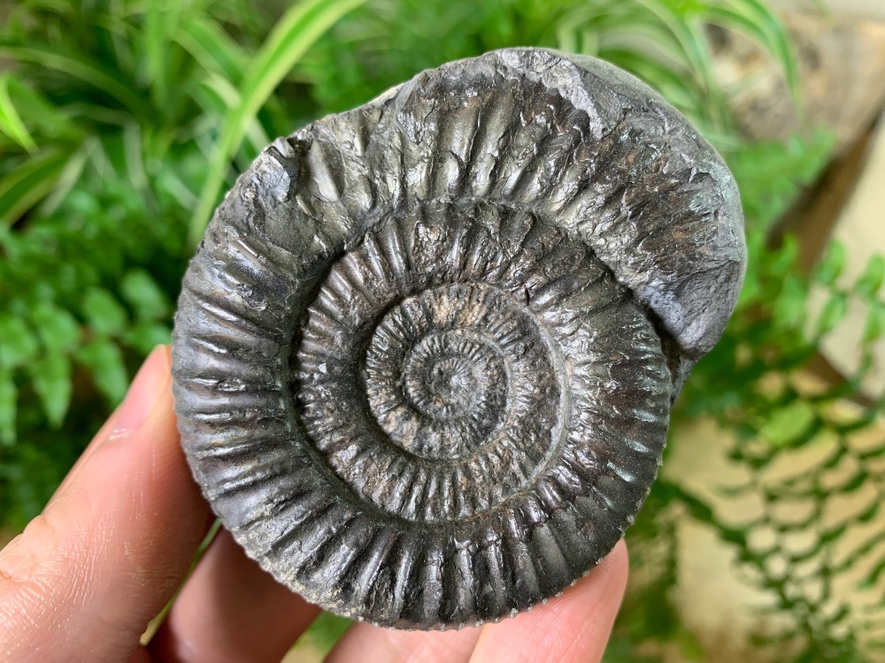Dactylioceras commune Ammonite - 6.5cm #06