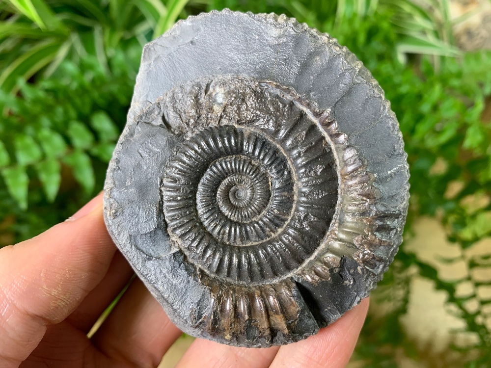 Dactylioceras commune Ammonite - 7cm #07