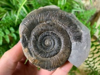 Dactylioceras tenuicostatum Ammonite - 6.7cm #10