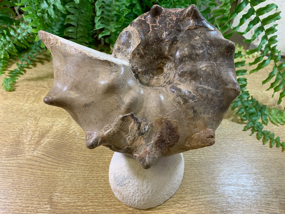 XL DISPLAY Mammites nodosoides "Spiny" Ammonite (7.25 inch) #10
