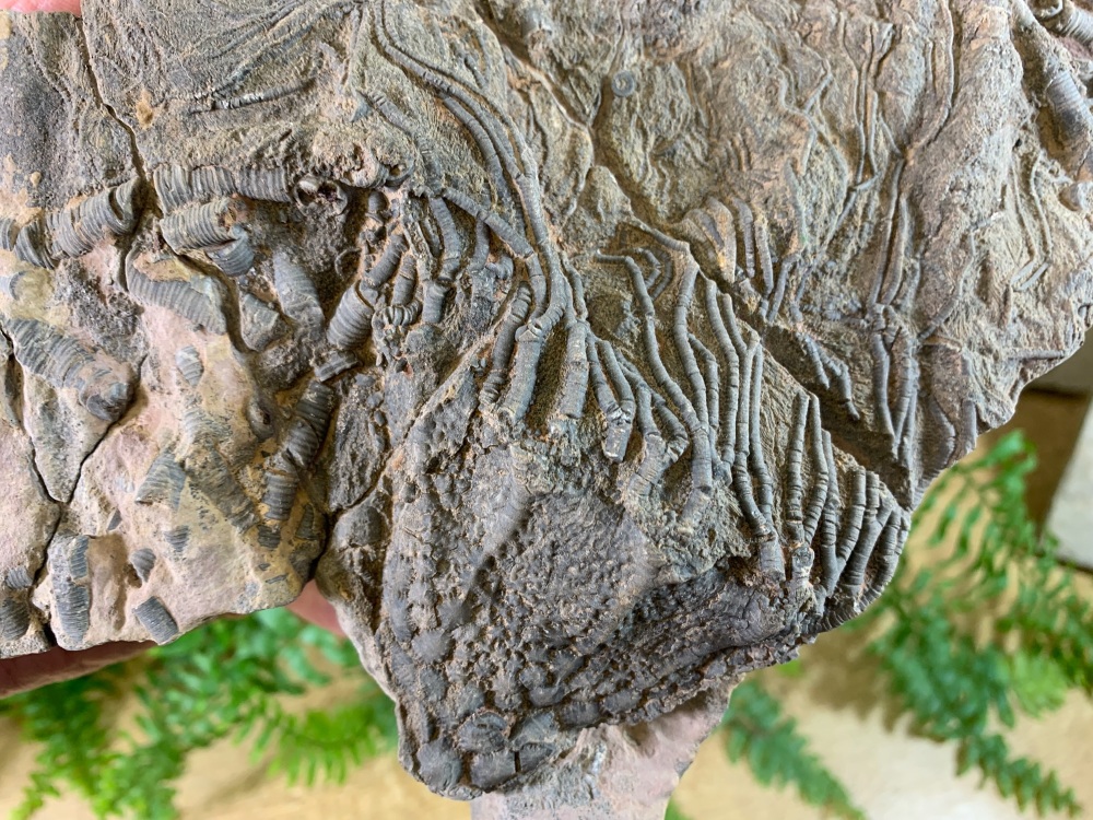 Silurian Crinoid, Morocco