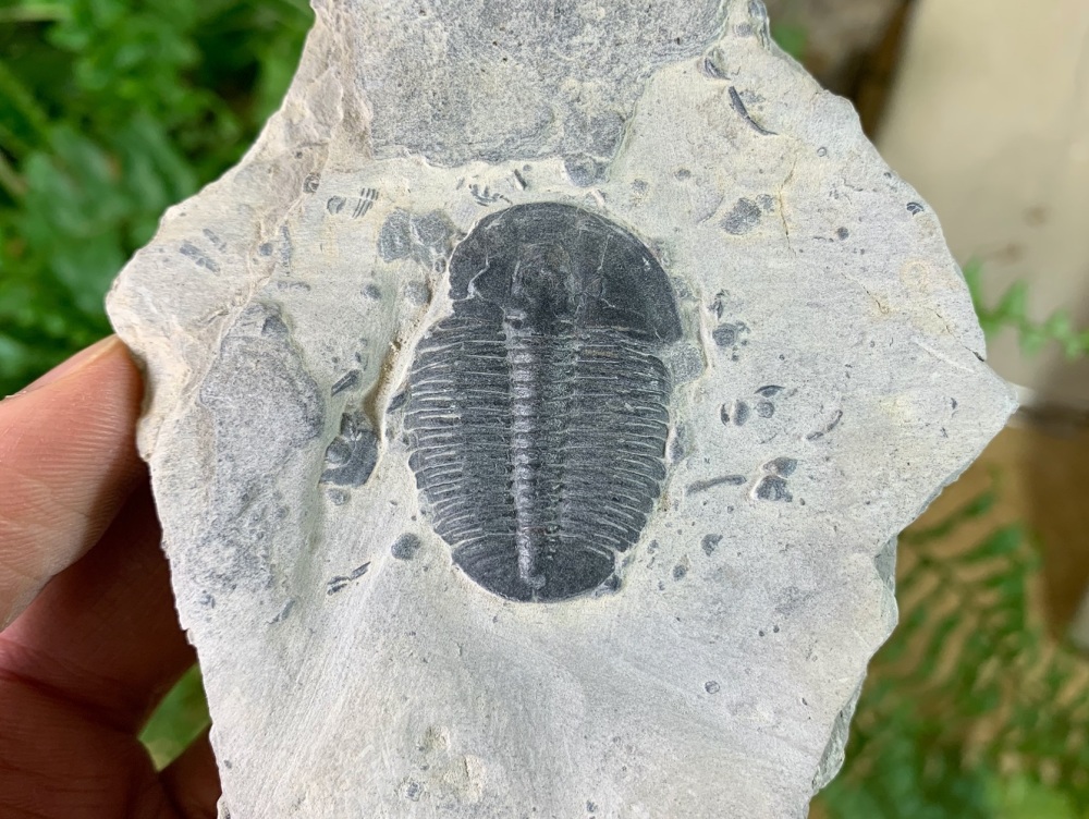 Large Elrathia Kingi Trilobite #11
