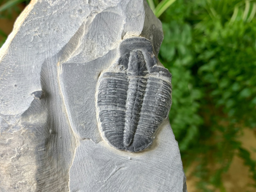 Large Elrathia Kingi Trilobite #13