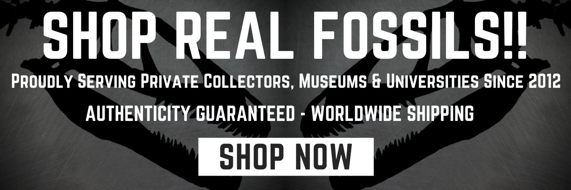 Click here to Shop Real Fossils at dino fossils uk
