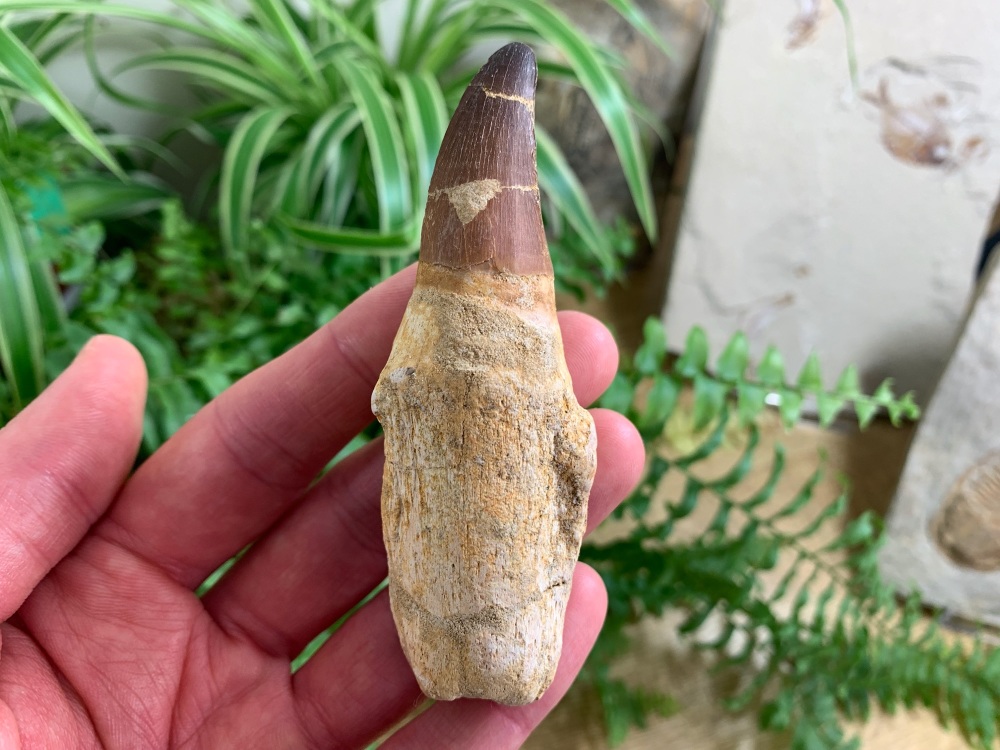 Rooted Mosasaur Tooth (3.88 inch) #05