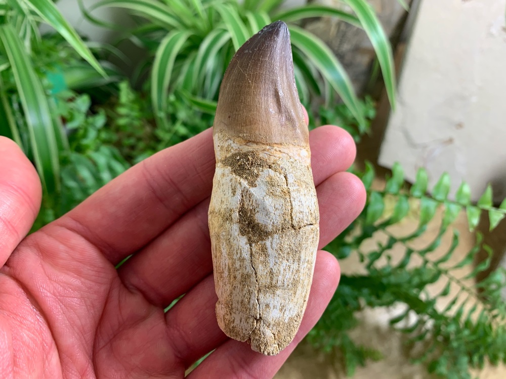 Rooted Mosasaur Tooth (3.5 inch) #06