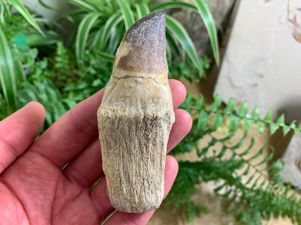 Rooted Mosasaur Tooth (4 inch) #08