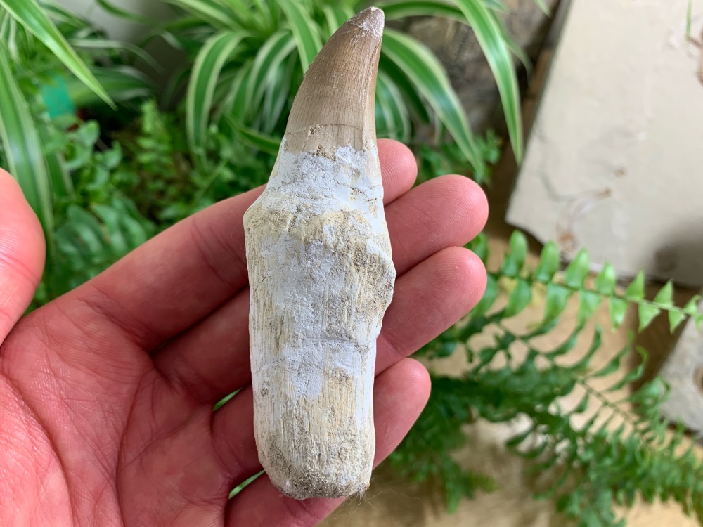 Rooted Mosasaur Tooth (4 inch) #09