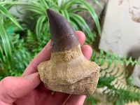 Rooted Mosasaur Tooth (3.5 inch) #10