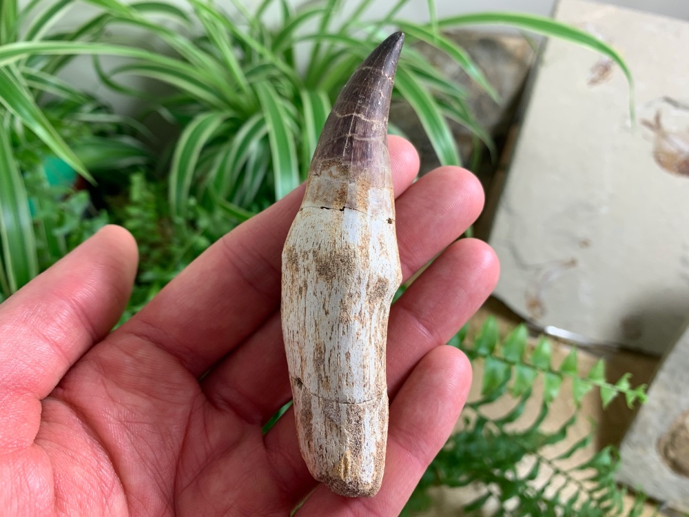 Rooted Mosasaur Tooth (3.88 inch) #12