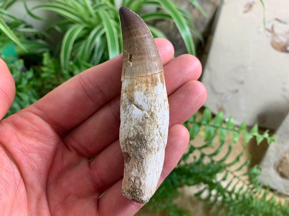 Rooted Mosasaur Tooth (3.5 inch) #13