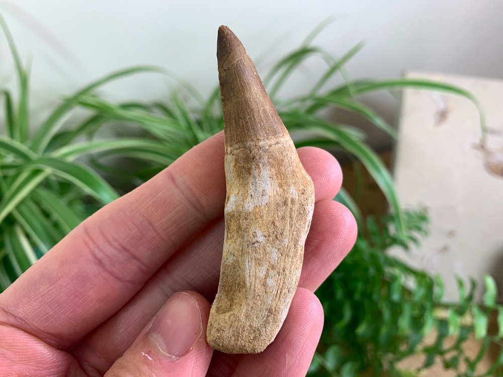 Rooted Mosasaur Tooth (2.75 inch) #16