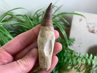 Rooted Mosasaur Tooth (3.75 inch) #17