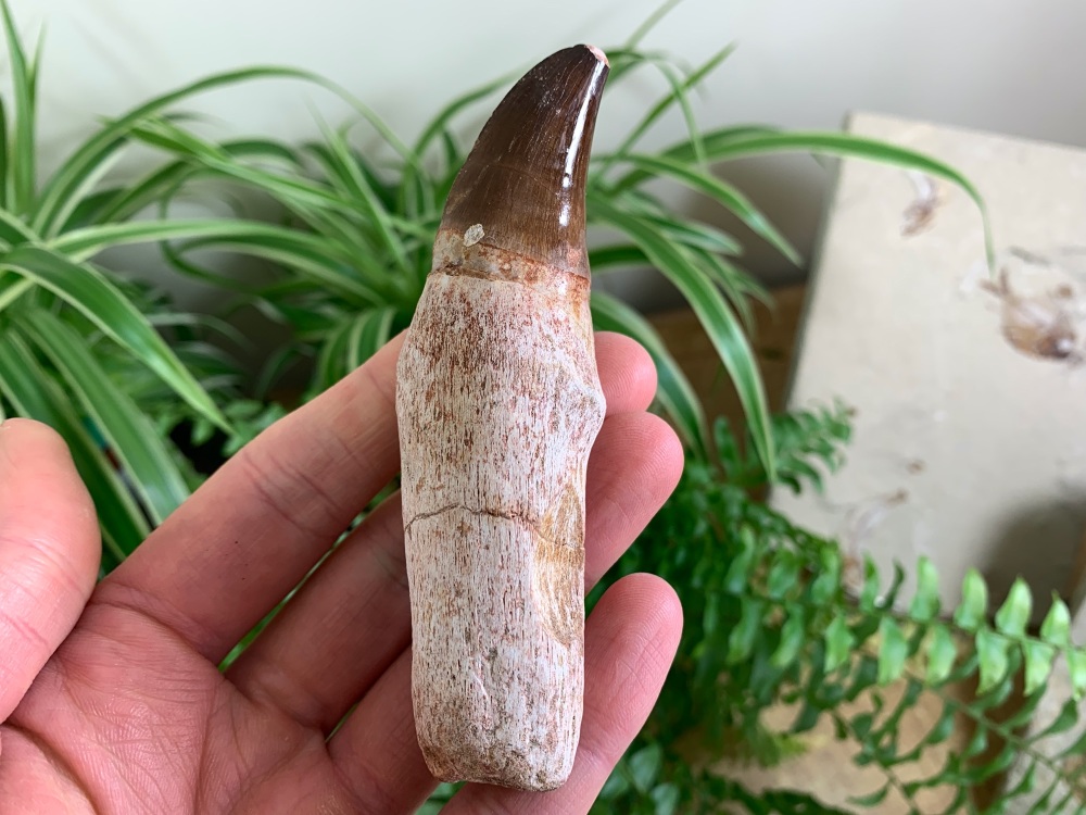 Rooted Mosasaur Tooth (4.13 inch) #18