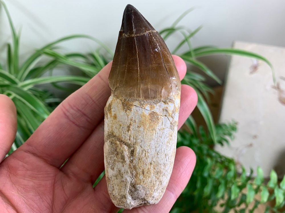 Rooted Mosasaur Tooth (3.5 inch) #19
