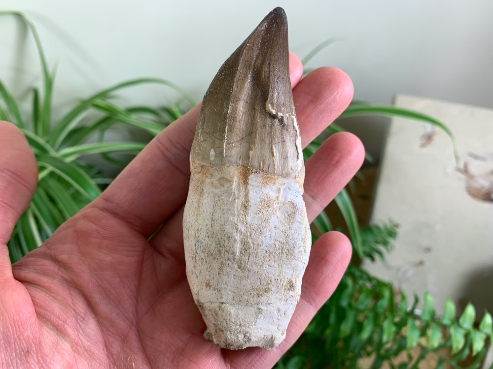 Rooted Mosasaur Tooth (4.12 inch) #20