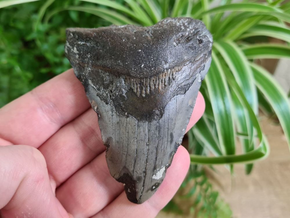 Megalodon Tooth - 3.22 inch #13