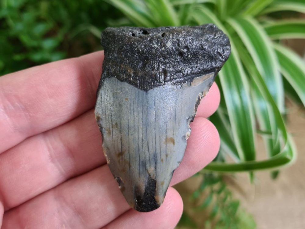 Megalodon Tooth - 2.55 inch #19