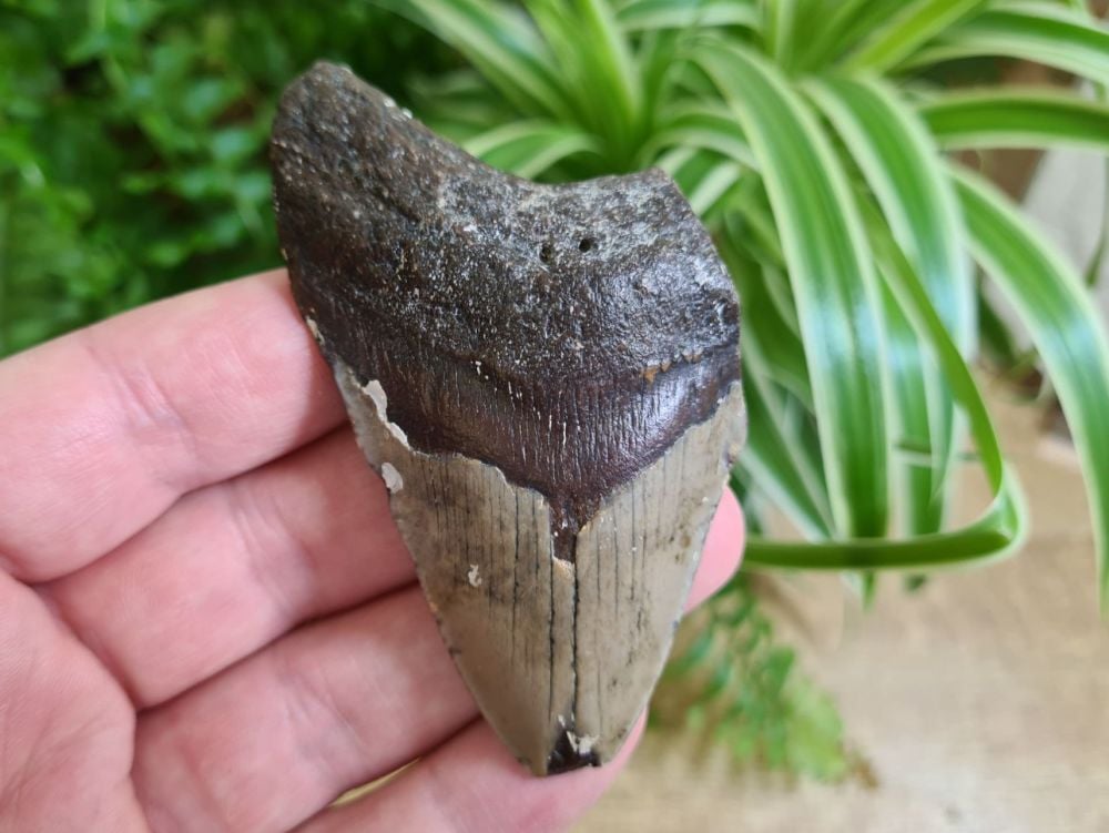 Megalodon Tooth - 3.34 inch #20