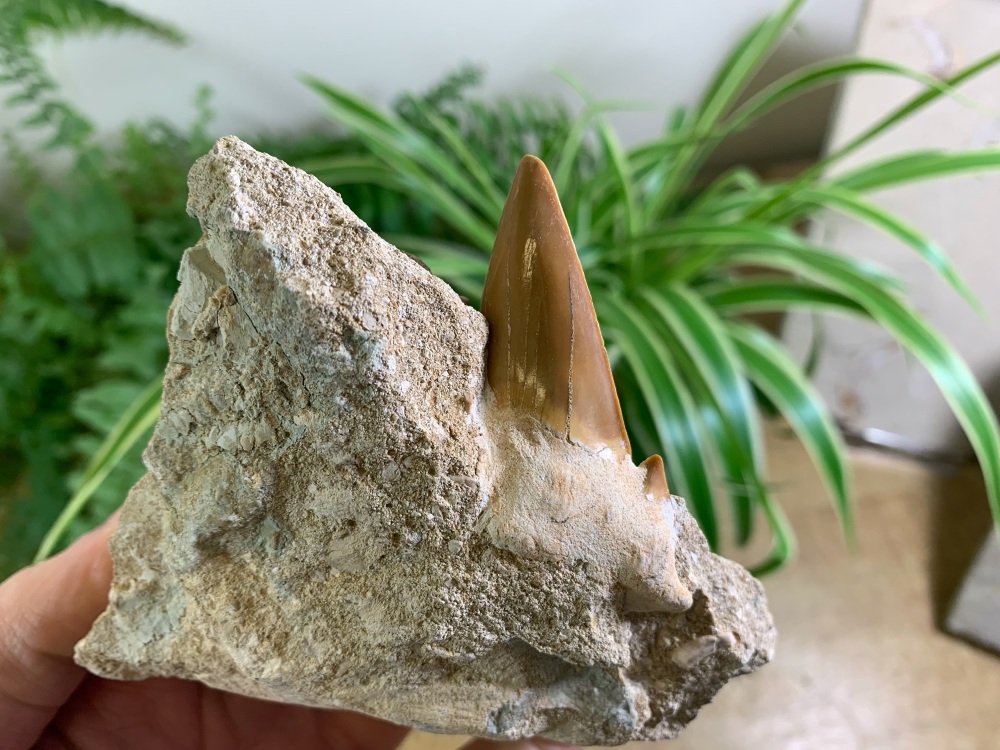 Otodus obliquus Shark Tooth on Matrix (2.38 inch) #03