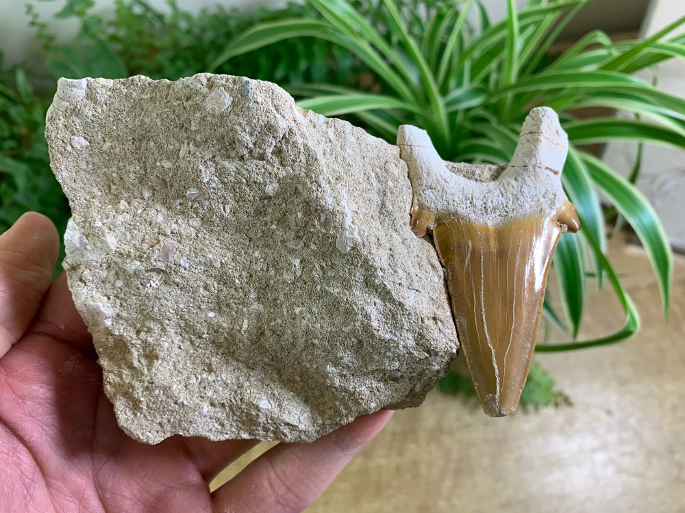 Otodus obliquus Shark Tooth on Matrix (2.75 inch) #06
