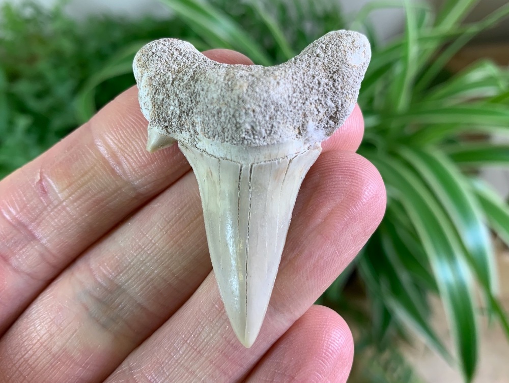 Otodus obliquus Shark Tooth (1.94 inch) #01